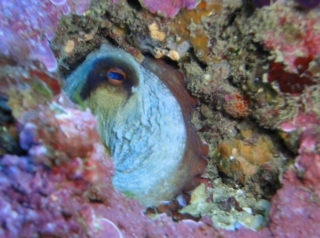 el fondo marino nos observa